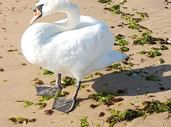 House Krapets * Krapets (Dobrich)