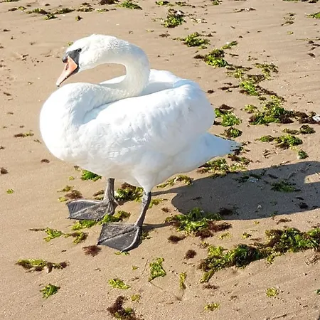 House Krapets * Krapets (Dobrich)